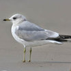 Mew Gull